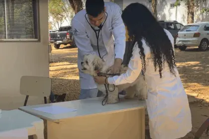 Goianésia realiza 2ª Campanha Pública de Castração de Cães e Gatos Machos Goianésia realiza 2ª Campanha Pública de Castração de Cães e Gatos Machos