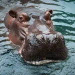 7 curiosidades interessantes sobre o hipopótamo 