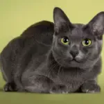 4 características do gato da raça korat  4 características do gato da raça korat