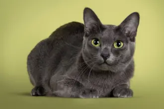 4 características do gato da raça korat  4 características do gato da raça korat