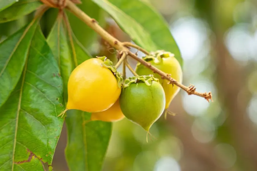 5 benefícios da fruta murici para a saúde e como incluí-la na dieta