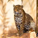 7 curiosidades interessantes sobre a onça-pintada