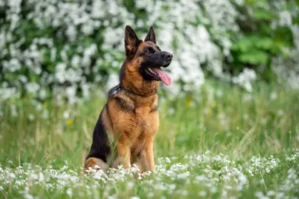 8 raças de cachorro originárias da Alemanha 