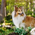 4 características do cachorro da raça pastor de Shetland 