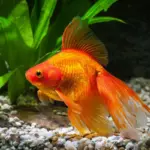 5 curiosidades sobre os peixes ornamentais 5 curiosidades sobre os peixes ornamentais