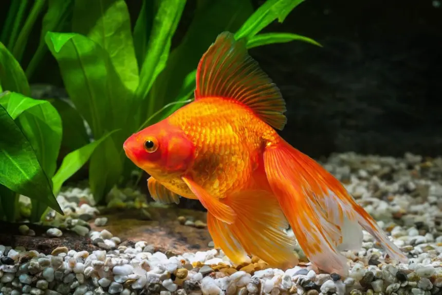 5 curiosidades sobre os peixes ornamentais 5 curiosidades sobre os peixes ornamentais