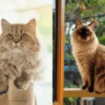 7 diferenças entre os gatos das raças persa e himalaio