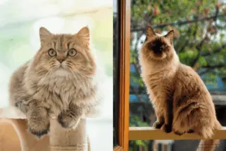 7 diferenças entre os gatos das raças persa e himalaio