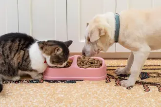 Entenda como o ambiente pode favorecer a obesidade nos animais