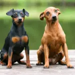 10 atividades recomendadas para o cachorro da raça pinscher 