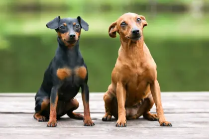 10 atividades recomendadas para o cachorro da raça pinscher 