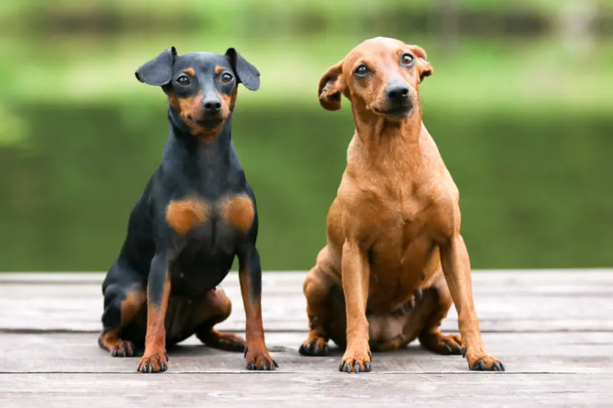 10 atividades recomendadas para o cachorro da raça pinscher 10 atividades recomendadas para o cachorro da raça pinscher