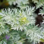 5 benefícios da planta losna para a saúde