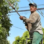 Poda correta: saiba como contratar um podador credenciado junto a Secretaria de Meio Ambiente