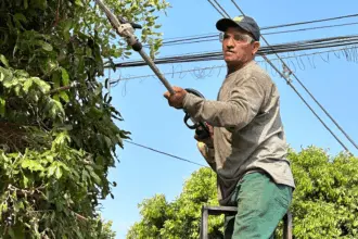 Poda correta: saiba como contratar um podador credenciado junto a Secretaria de Meio Ambiente