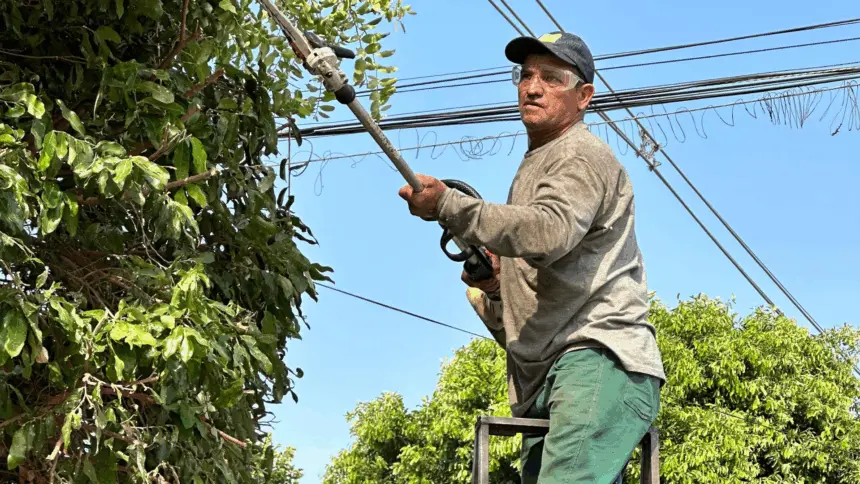 Poda correta: saiba como contratar um podador credenciado junto a Secretaria de Meio Ambiente