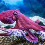 7 curiosidades impressionantes sobre os polvos 