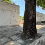 Prefeitura de Goianésia prepara cemitério municipal para o Dia de Finados Prefeitura de Goianésia prepara cemitério municipal para o Dia de Finados