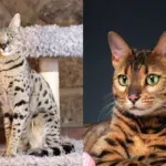 6 diferenças entre os gatos das raças savannah e bengal  6 diferenças entre os gatos das raças savannah e bengal