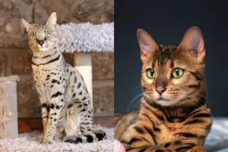 6 diferenças entre os gatos das raças savannah e bengal 