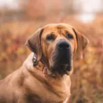 4 características do cachorro da raça tosa inu 