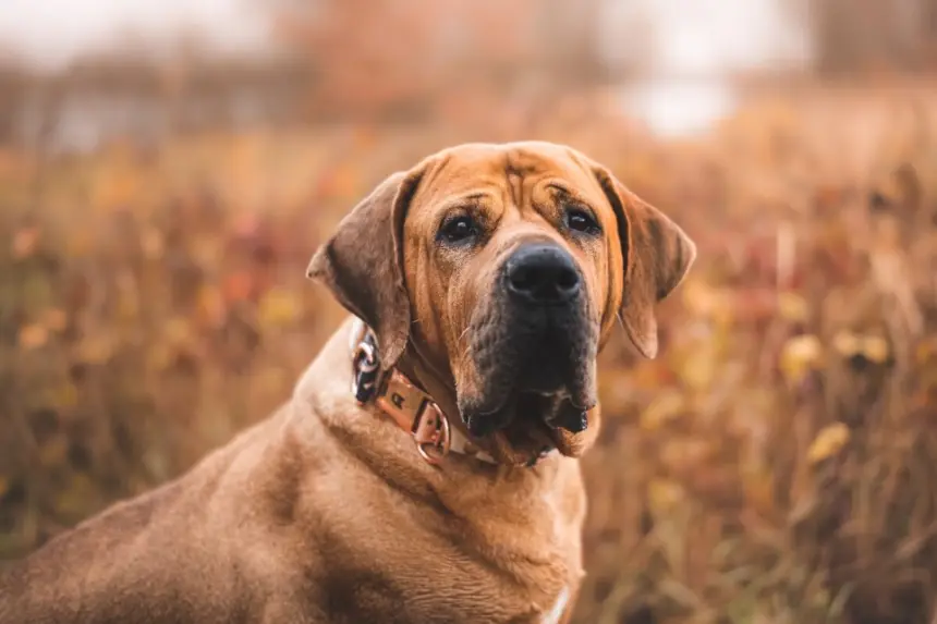 4 características do cachorro da raça tosa inu 4 características do cachorro da raça tosa inu