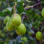 5 benefícios do umbu para a saúde 5 benefícios do umbu para a saúde