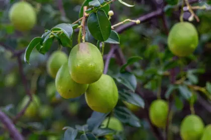 5 benefícios do umbu para a saúde