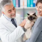 Veja como a castração ajuda a prevenir o câncer de mama em gatas Veja como a castração ajuda a prevenir o câncer de mama em gatas