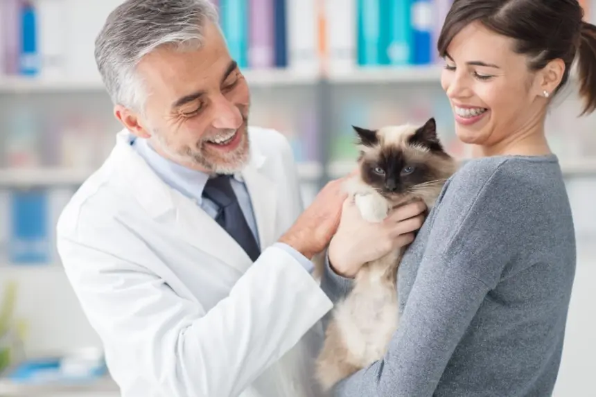 Veja como a castração ajuda a prevenir o câncer de mama em gatas Veja como a castração ajuda a prevenir o câncer de mama em gatas