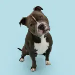 Seu cachorro é distraído? Confira 10 nomes perfeitos para ele