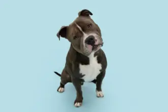 Seu cachorro é distraído? Confira 10 nomes perfeitos para ele