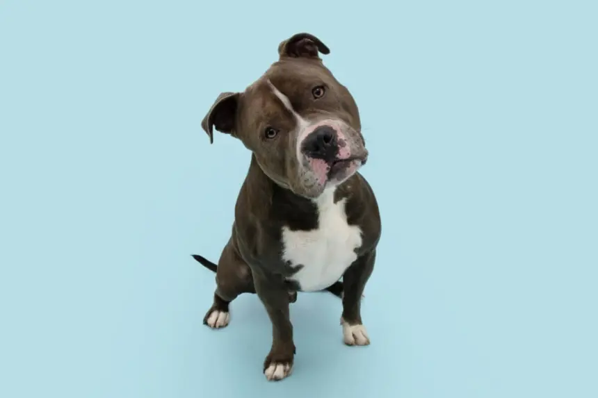 Seu cachorro é distraído? Confira 10 nomes perfeitos para ele Seu cachorro é distraído? Confira 10 nomes perfeitos para ele