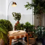 Como iluminar ambientes com plantas: 4 dicas práticas