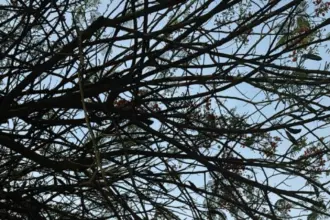 PCGO prende dois investigados por homicídio qualificado e corrupção de menores – Policia Civil do Estado de Goiás