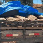 PCGO localiza e apreende caminhão com madeira ilegal após denúncia anônima em Jaraguá – Policia Civil do Estado de Goiás