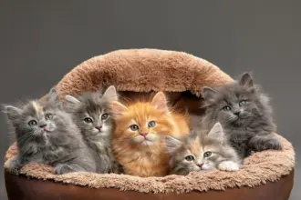 7 curiosidades sobre as cores dos gatos