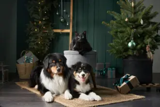 Natal com pets: 7 formas de decorar a casa sem riscos para os animais