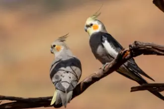 8 curiosidades interessantes sobre as calopsitas 