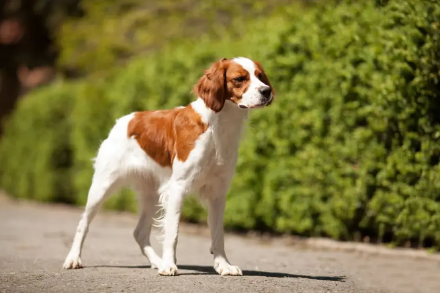 4 características do cachorro da raça spaniel bretão 4 características do cachorro da raça spaniel bretão