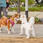 Seu cachorro é tímido? Veja 7 dicas para torná-lo mais sociável 