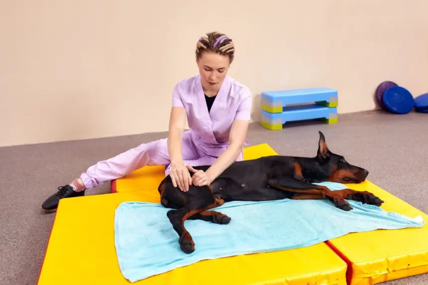 Fisioterapia para animais: conheça as opções e os benefícios Fisioterapia para animais: conheça as opções e os benefícios