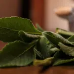 Banho de boldo: aprenda a afastar energias negativas