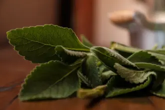 Banho de boldo: aprenda a afastar energias negativas