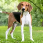 4 características do cachorro da raça foxhound americano