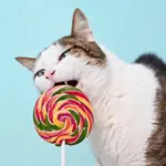 Gato pode comer doce? Entenda os riscos do açúcar para o animal