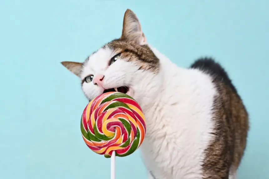 Gato pode comer doce? Entenda os riscos do açúcar para o animal Gato pode comer doce? Entenda os riscos do açúcar para o animal