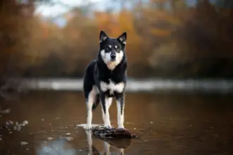 4 características do cachorro da raça pastor finlandês da lapônia 
