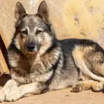 Pastor da Mantiqueira: conheça raça de cachorro que se destaca pela inteligência