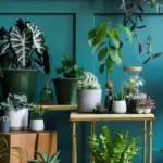 15 espécies de plantas para melhorar a energia da casa